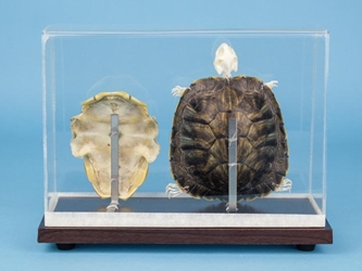 Turtle Skeleton Mount: Natural Shell 