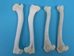 Coyote Leg Bone: Humerus - 1116-24 (Y2J)