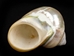 Natural Pearl Polished Turbo Imperialis - 1143-P-PL-S (Y2L)