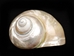Natural Pearl Polished Turbo Imperialis - 1143-P-PL-S (Y2L)