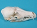 Red Fox Skull - 15-205-R (Y2F)