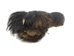 Black Bear Rear Foot with Claws - 209-04-RF (Y1L)