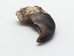 Real Black Bear Claw: 2" to 2.5" - 209-04-L-AS (Y2J)