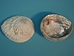 African Abalone Shell: Natural Color: 1" to 3" - 220-10-13N (Y1M)(Y3G-A2)