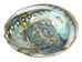 Mexican Green Abalone Shell: 3" to 4" - 221-34G (Y2H)