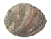 Mexican Green Abalone Shell: 3" to 4" - 221-34G (Y2H)
