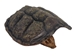 Snapping Turtle Shell with Plastron: 5" to 8" - 229-WP-0508 (Y3K)