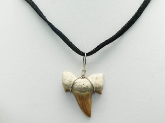 Otodus Fossil Shark Tooth Necklace: Black Suede Cord 