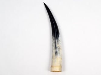 Polished Steer Horn: 15" to 18" 