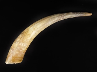 Raw Steer Horn: 10" to 14" 
