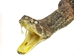 Mounted Real Texas Western Diamondback Rattlesnake Striker: 44-47" - 598-M102E
