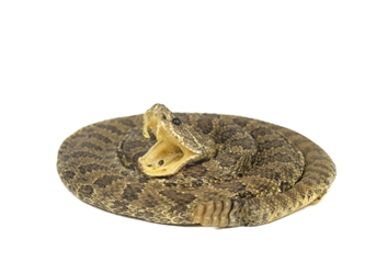 Mounted Real Rattlesnake Coiled: X-Small 