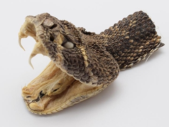 Real Rattlesnake Head: Open Mouth 