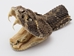 Real Rattlesnake Head: Open Mouth - 598-P517