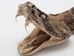 Real Rattlesnake Head: Open Mouth - 598-P517