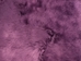 Dyed Icelandic Sheepskin: Shorn: Lavender: 90-100cm or 36" to 40" - 7-02LV-AS (Y2G)