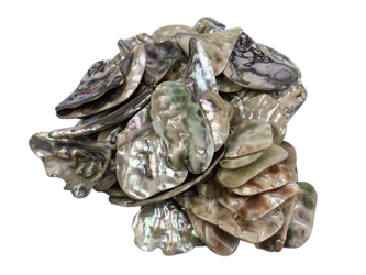 Mexican Green Abalone Shell Pieces: Extra Large (1/2 lb) unpolished chipped broken Mexican green abalone shell