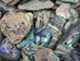 Paua Shell Pieces: Satin: Small (1/4 lb) - 565Z-TPSS-AS