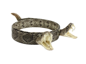 1" Real Rattlesnake Hat Band with Rattle and 2 Heads (Open Mouths) rattlesnake hatbands