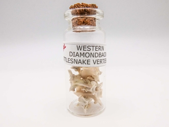 Real Rattlesnake Vertebrae in a Jar 