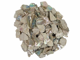 African Abalone Pieces: 25 mm: Natural Color (kg) 