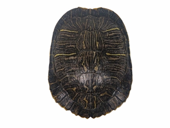 Red Ear Turtle Shell 5" to 6" 