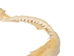 Bull Shark Jaw 10" to 11": Assorted - 561-J16-10-AS
