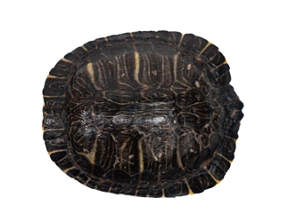 River Cooter Turtle Shell: 4" to 5" 