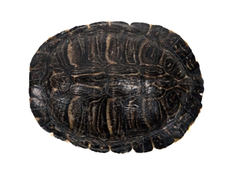 River Cooter Turtle Shell: 6" to 7" 