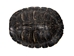 River Cooter Turtle Shell: 6" to 7" - 1077-0607 (Y3K)