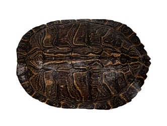 River Cooter Turtle Shell: 11" to 12" 