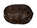River Cooter Turtle Shell: 11" to 12" - 1077-1112 (Y3K)