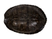 River Cooter Turtle Shell: 12" to 13" - 1077-1213