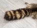 Raccoon Skin: Trading Post (#1) Grade: 22" to 23" - 126-1-M (Y1K)