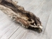 Raccoon Skin: Craft (#2) Grade: 24"+ - 126-2-L (Y1K)