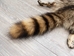 Raccoon Skin with Feet: Gallery Item - 126-WF-G04 (Y2K)
