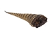 Armadillo Tail: Large: 14"+ - 1310-TL-AS (Y3D)