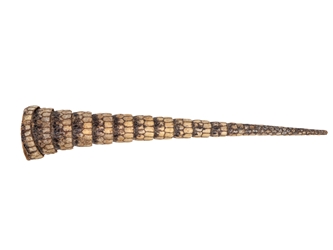 Armadillo Tail: Medium: 10" to 14" 