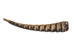 Armadillo Tail: Small: <10" - 1310-TS-AS (Y3D)