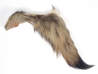 Reject Grade Coyote Tail 