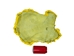 Dyed Rabbt Skin: Fluorescent Yellow - 188-D-28 (Y2F)