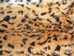 Printed Rabbit Skin: Sunda Leopard Cat Pattern - 188-P17C (Y1I)