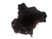 Black Bear Four Feet with Claws - 209-04-4F (Y1X)