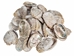 Lightly Cleaned African Abalone Shell (50-Pack) - 220-00L-12 (Y3L)