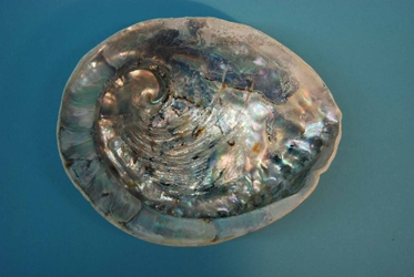 African Abalone Shell: Natural Color: 5" to 5.5" 