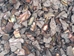 African Abalone Pieces: 6 to 12mm: Copper (kg) - 220-TP-0612-CP (Y3E)