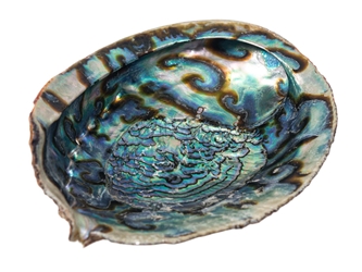Mexican Green Abalone Shell: 7" to 8" 