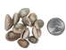 Ringtop Cowrie Shell (10-Pack) - 269-274-D (Y1J)