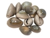 Ringtop Cowrie Shell (10-Pack) - 269-274-D (Y1J)