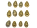 Yellow Money Cowrie Shells (10-Pack) - 269-276-D (Y1J)